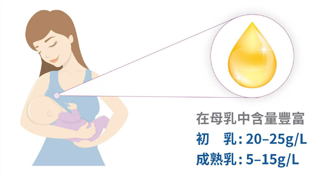 在母乳中含量豐富 初乳20-25g/L 成熟乳:5-15g/L