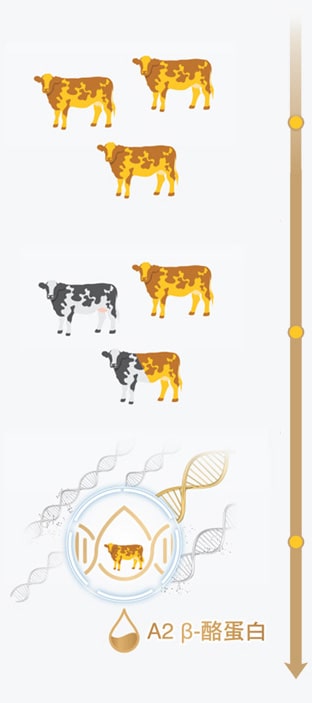 100% A2 β-酪蛋白來自於稀的A2纯種乳牛