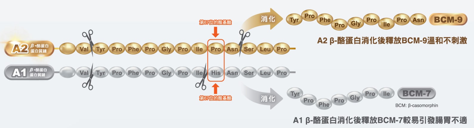 A2 β-酪蛋白消化過程親和人體