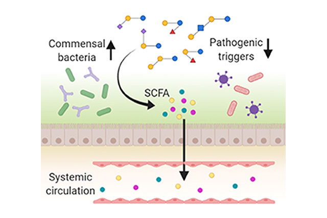 Prebiotic effects, SCFA production and pathogen blocking