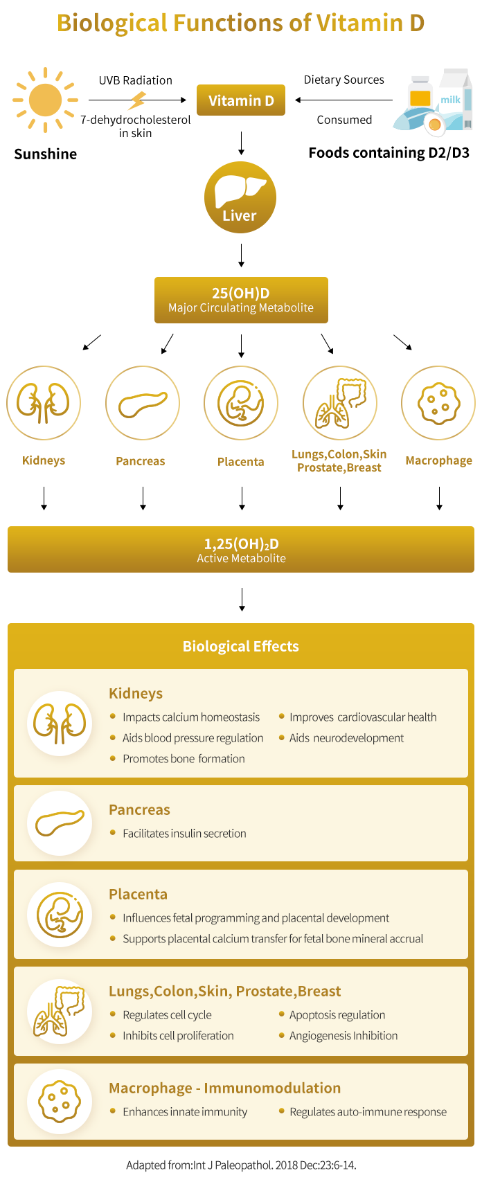 Biological Functions of Vitamin D