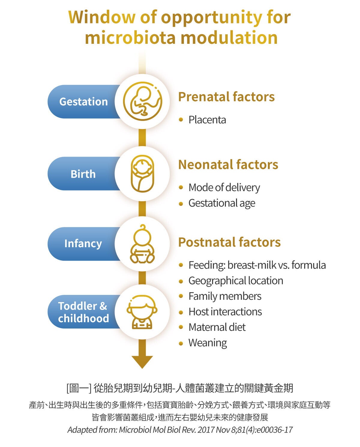 [圖一] 從胎兒期到幼兒期-人體菌叢建立的關鍵黃金期