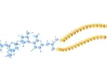 配方奶添加神經節苷脂,可改變早產兒糞便中大腸桿菌 (Escherichia coli) 含量
